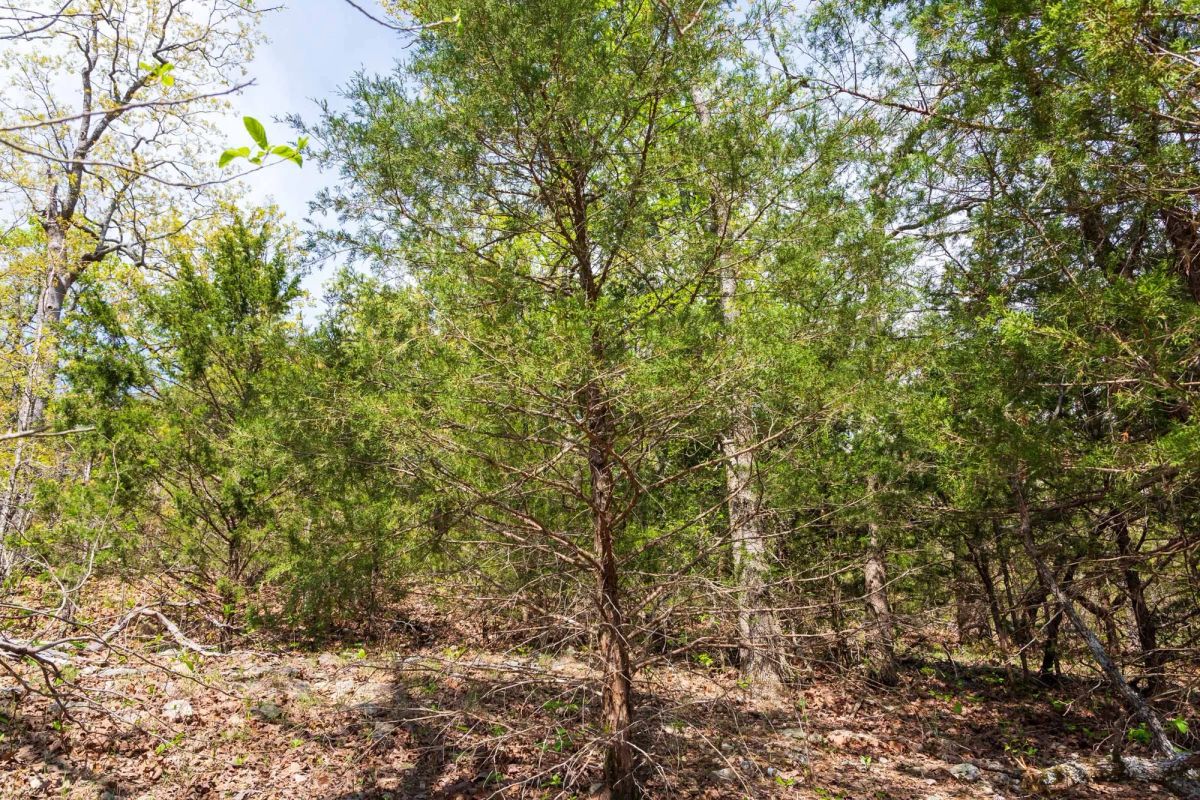 Decorative background for Autumnwood Tract 10 image 7