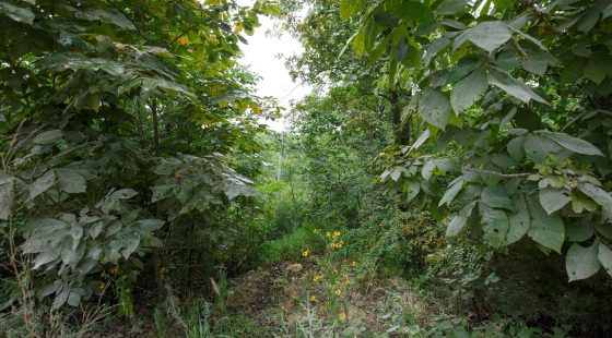 Spring Lake Plat 5 Tract 170 in Miller County, MO