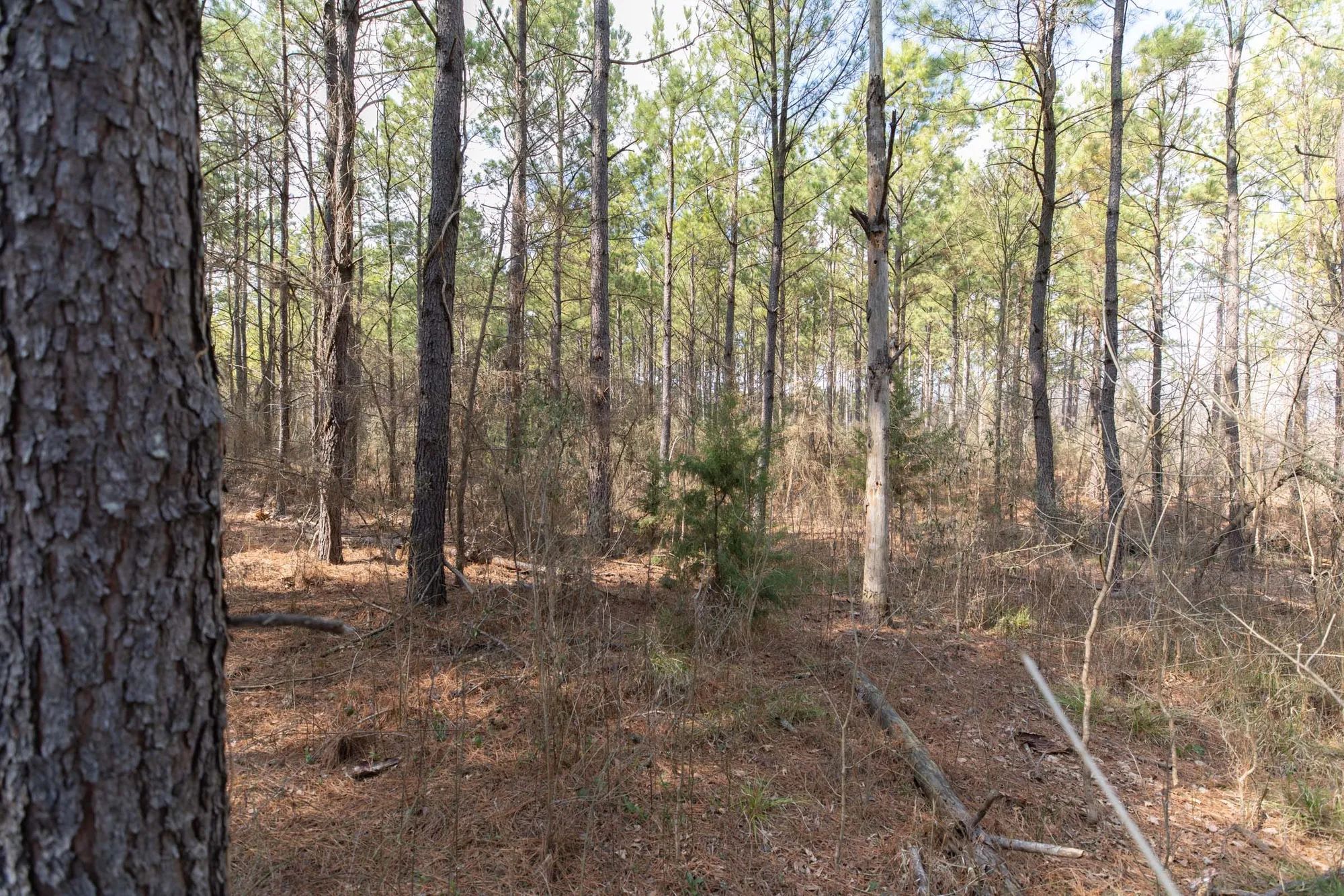 Wishing Star Ranch Tract 48 in Red River County, TX