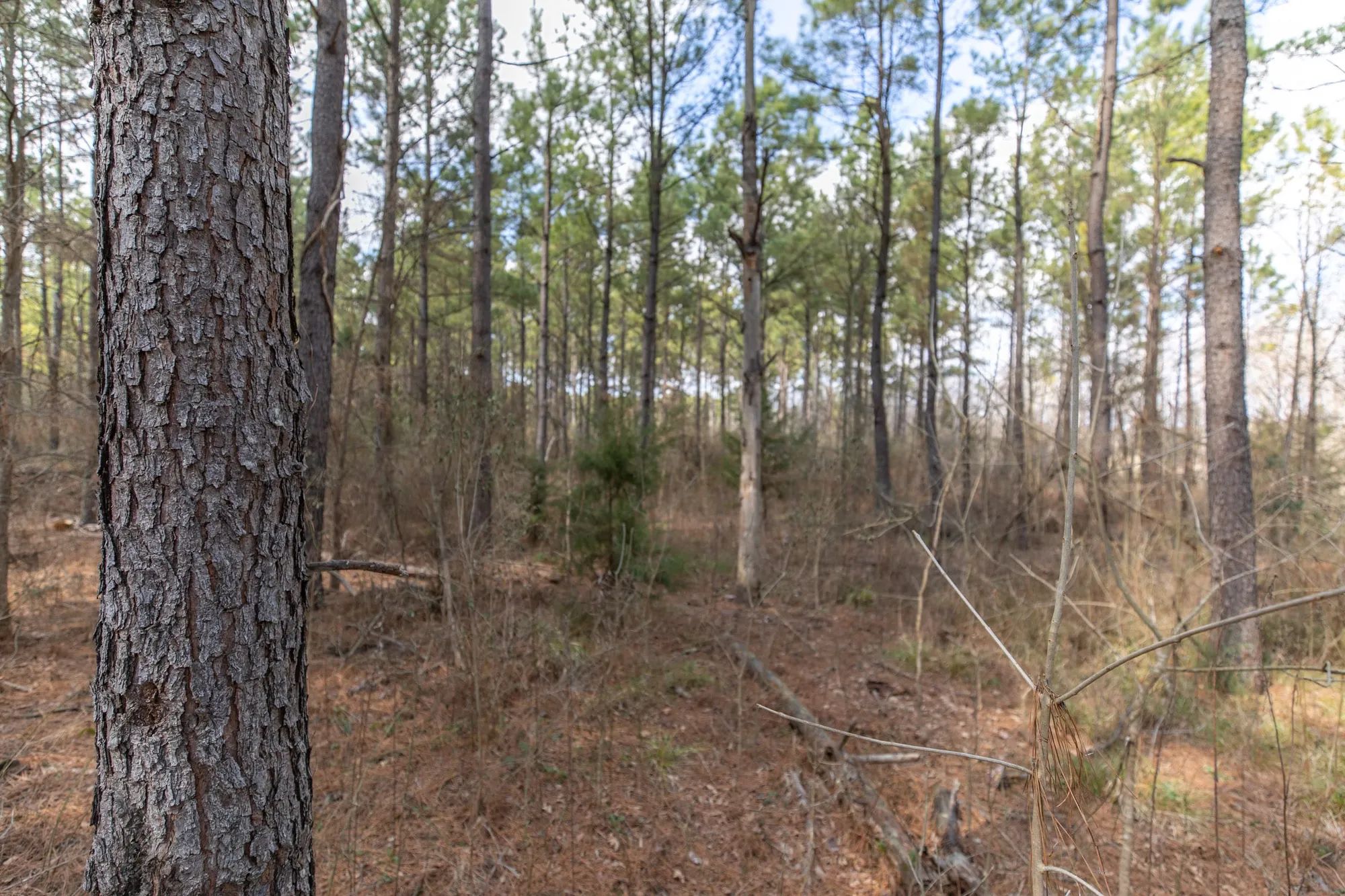 Wishing Star Ranch Tract 48 in Red River County, TX