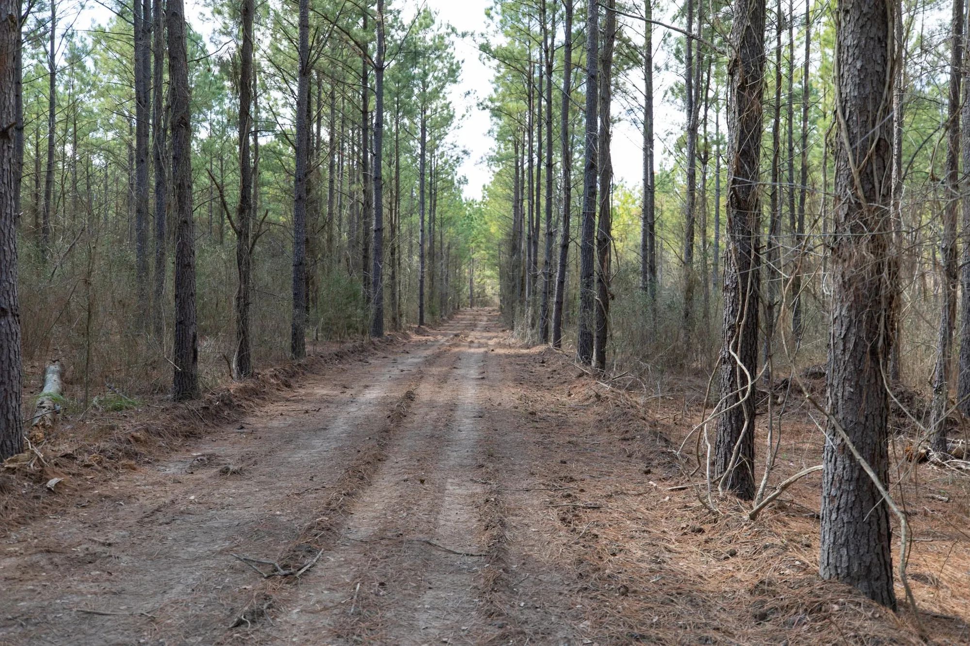 Wishing Star Ranch Tract 48 in Red River County, TX