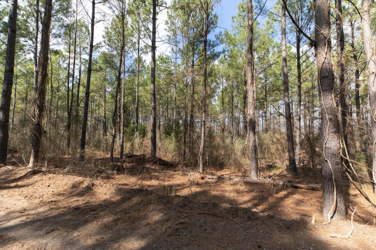 Decorative background for Wishing Star Ranch Tract 48 image 6