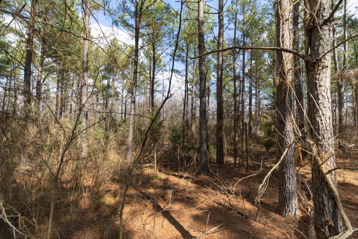 Decorative background for Wishing Star Ranch Tract 48 image 7