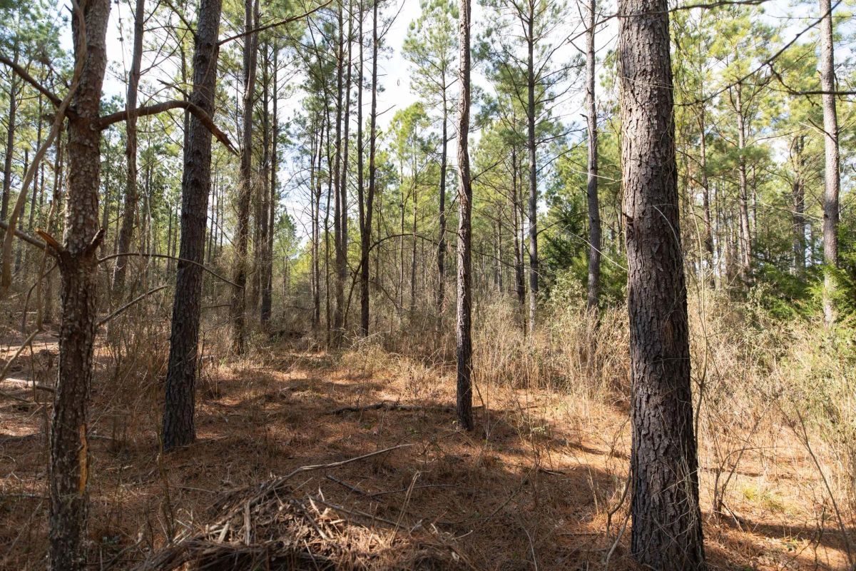 Decorative background for Wishing Star Ranch Tract 48 image 8