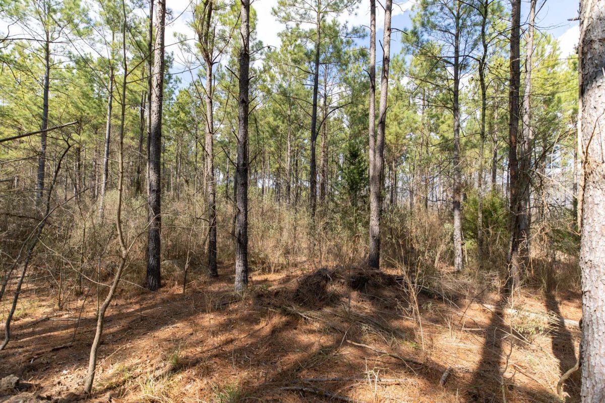 Decorative background for Wishing Star Ranch Tract 48 image 10