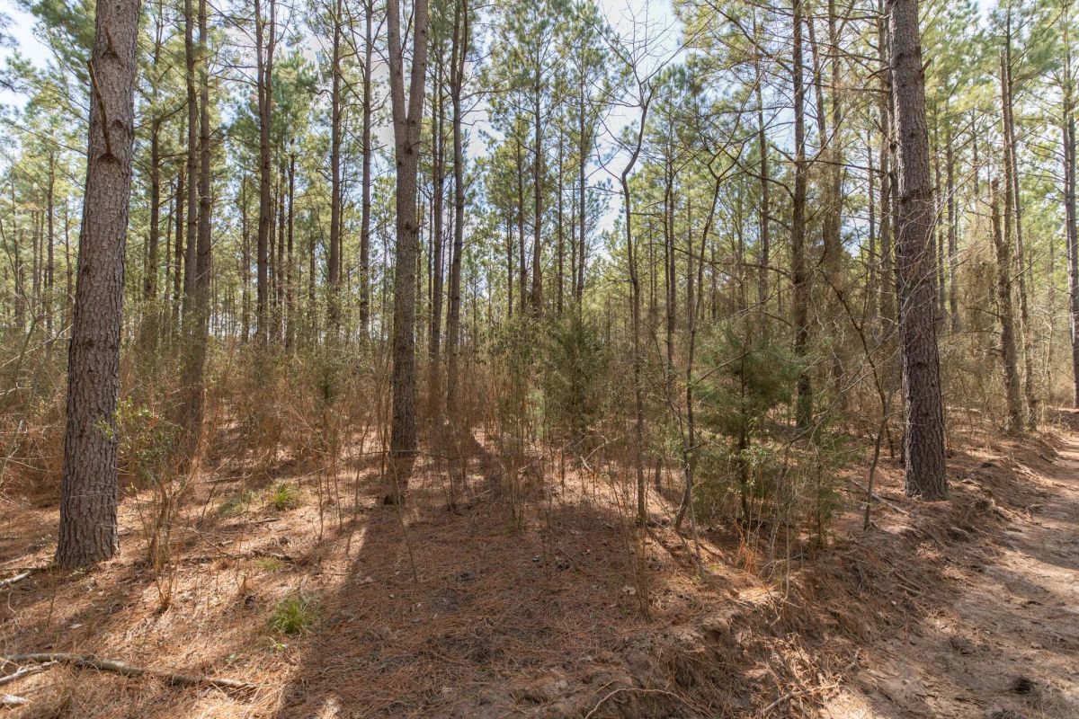 Decorative background for Wishing Star Ranch Tract 48 image 11
