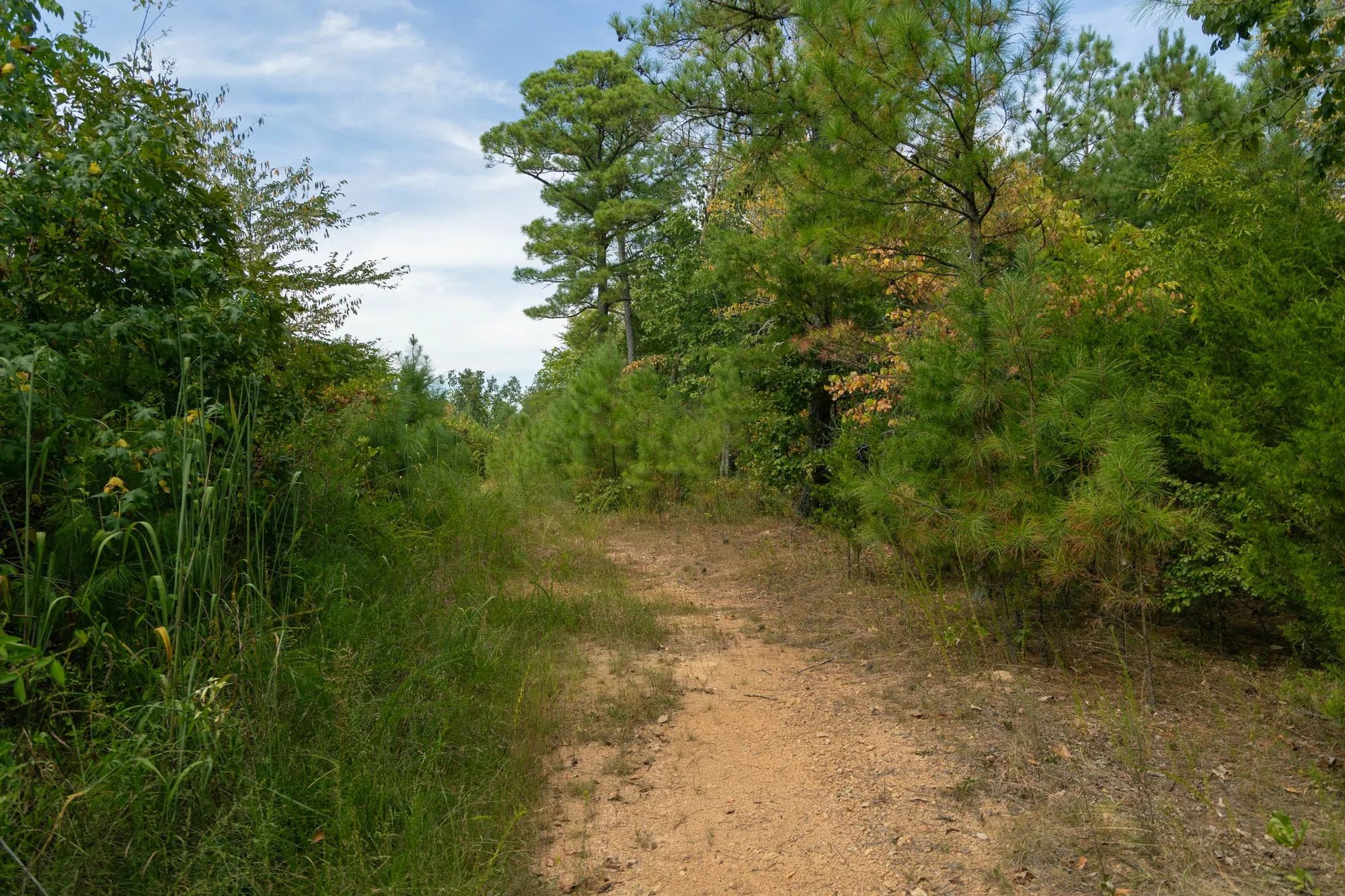 Big White Oak Tract 34 in Wayne County, TN