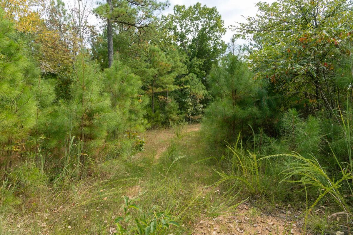 Big White Oak Tract 34 - Image 3