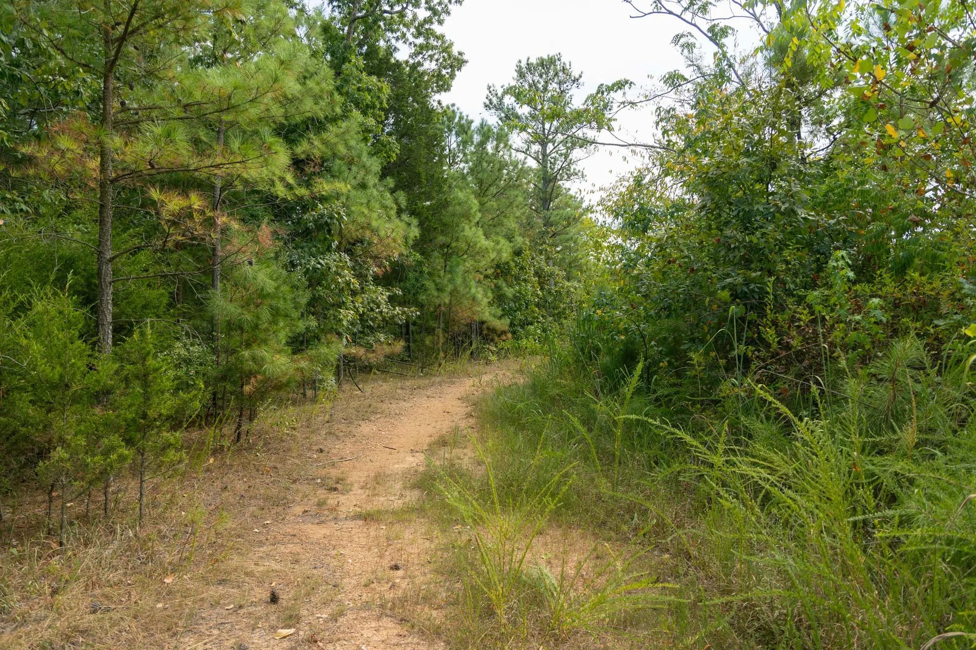 Big White Oak Tract 34 in Wayne County, TN