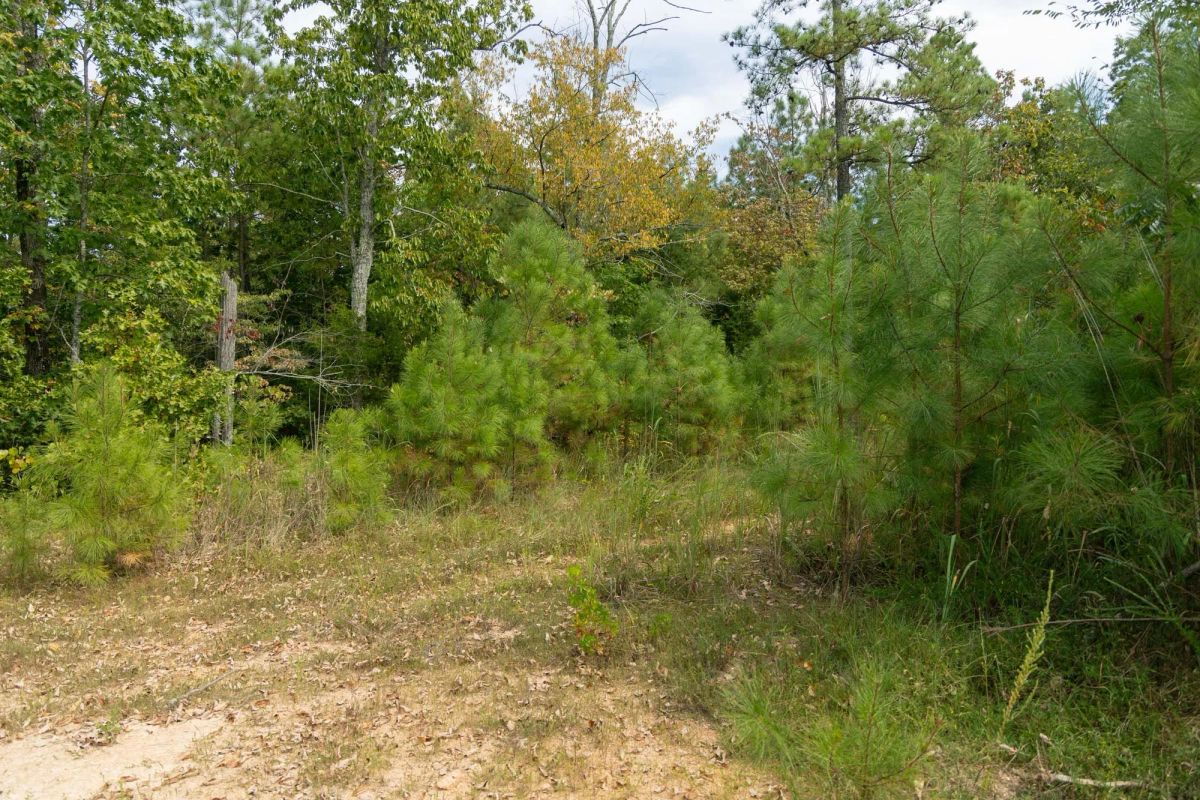 Decorative background for Big White Oak Tract 34 image 5