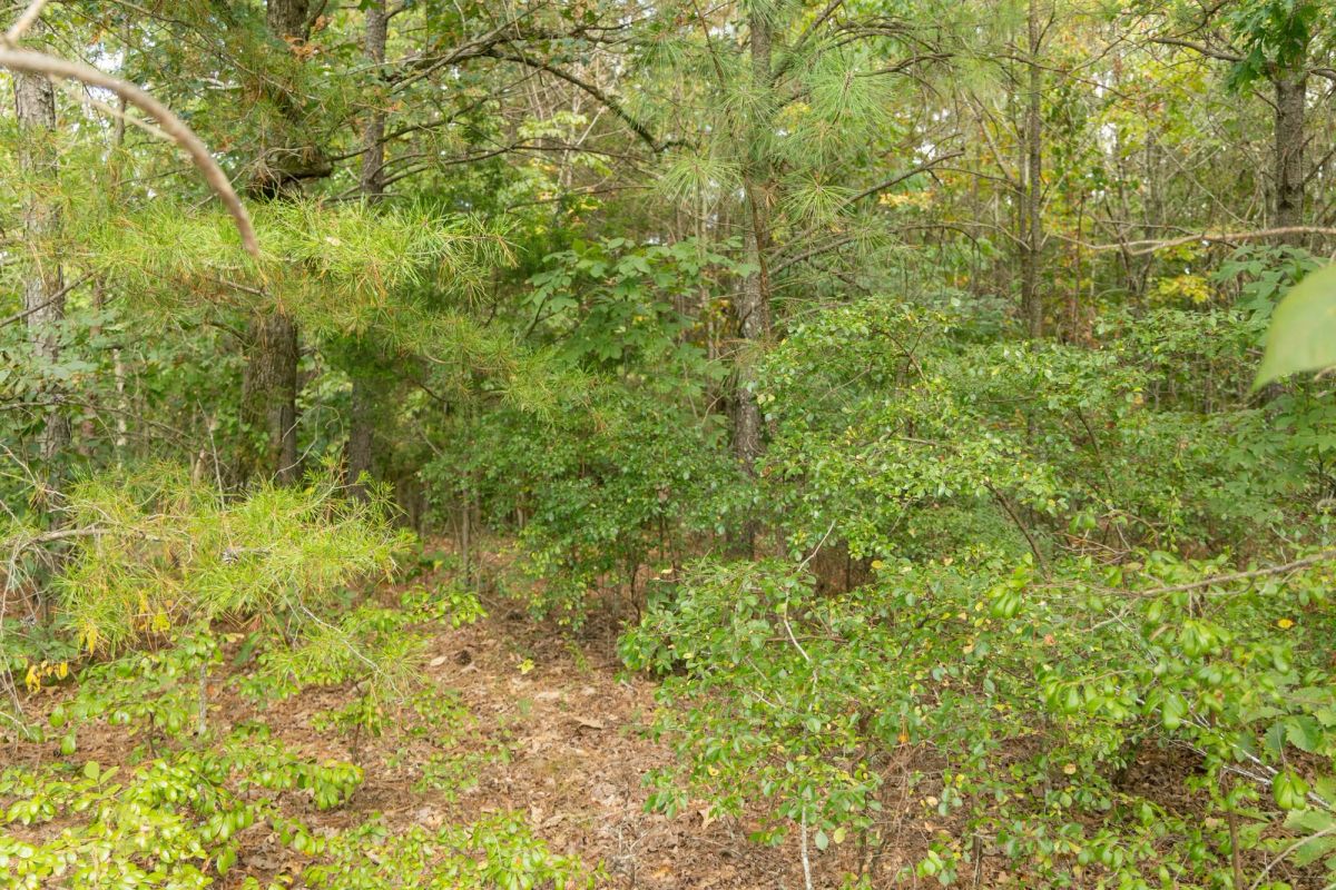 Decorative background for Big White Oak Tract 34 image 6