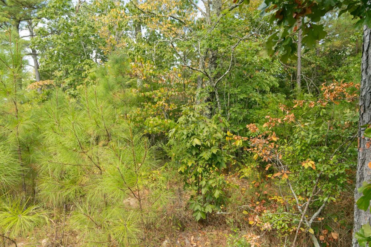 Decorative background for Big White Oak Tract 34 image 7