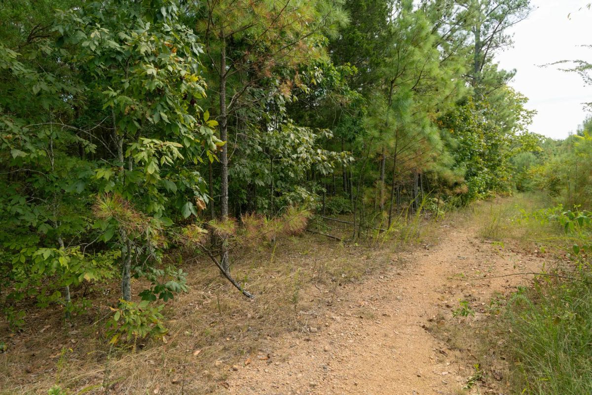 Decorative background for Big White Oak Tract 34 image 8