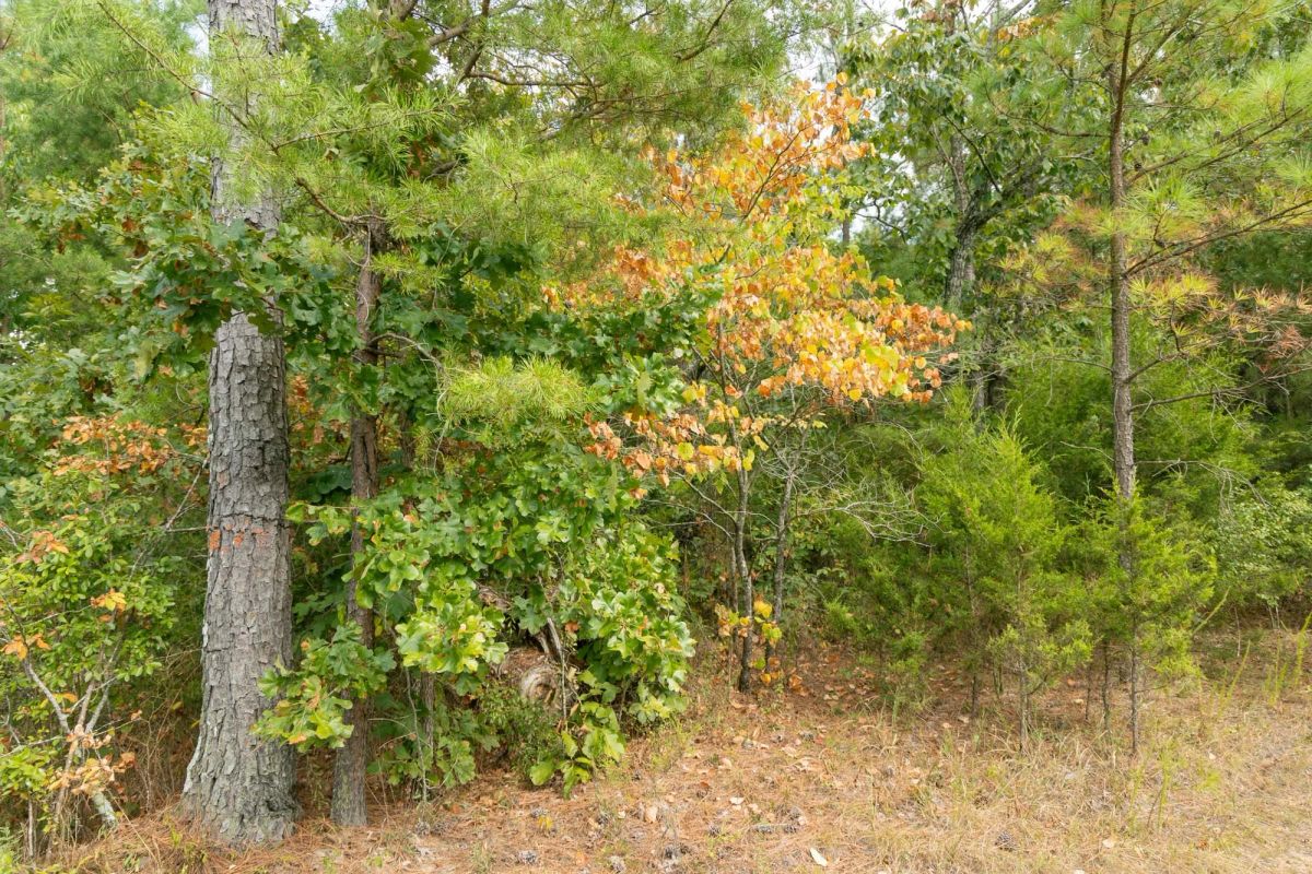 Decorative background for Big White Oak Tract 34 image 9