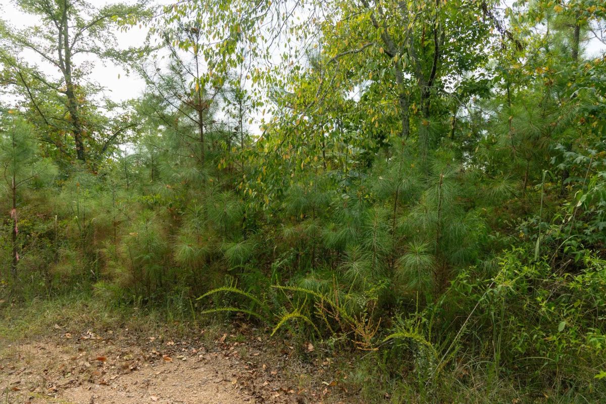 Decorative background for Big White Oak Tract 34 image 10
