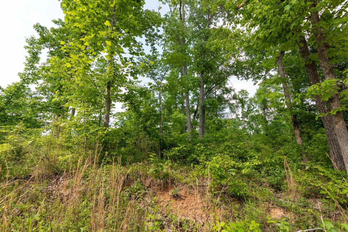 Cedar Creek Tract 49 - Image 3