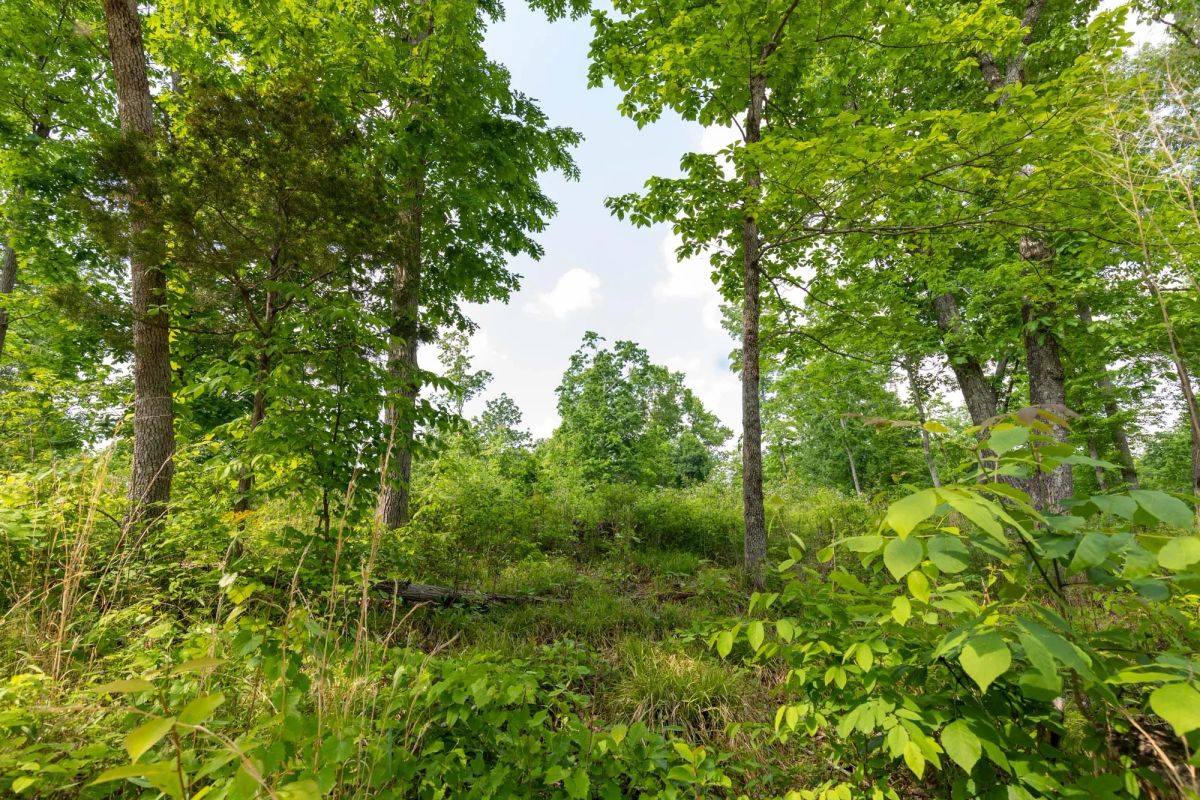 Decorative background for Cedar Creek Tract 49 image 5