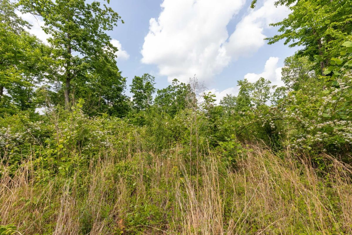 Decorative background for Cedar Creek Tract 49 image 6