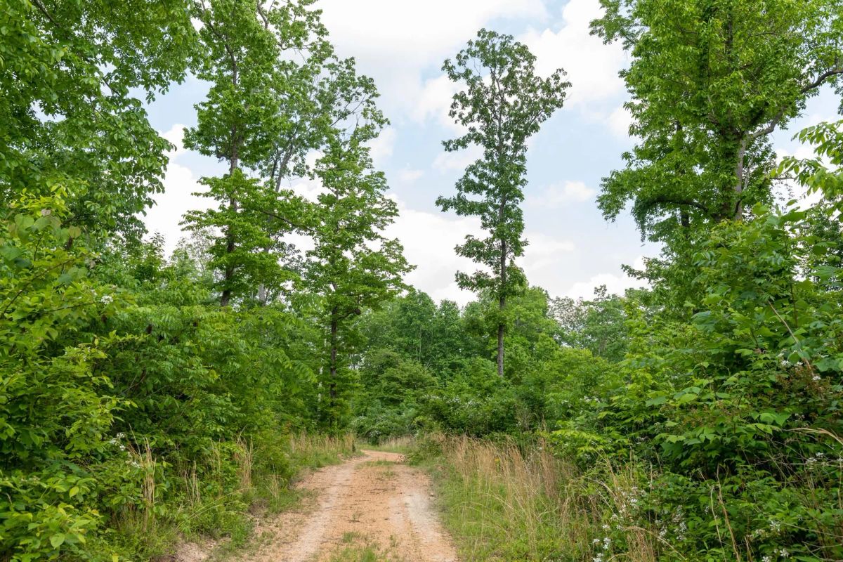 Decorative background for Cedar Creek Tract 49 image 7