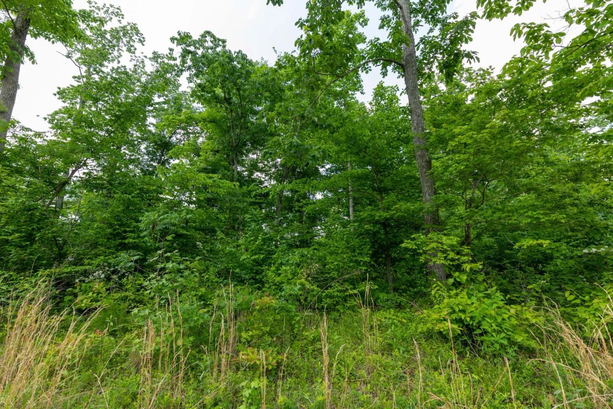 Decorative background for Cedar Creek Tract 49 image 8