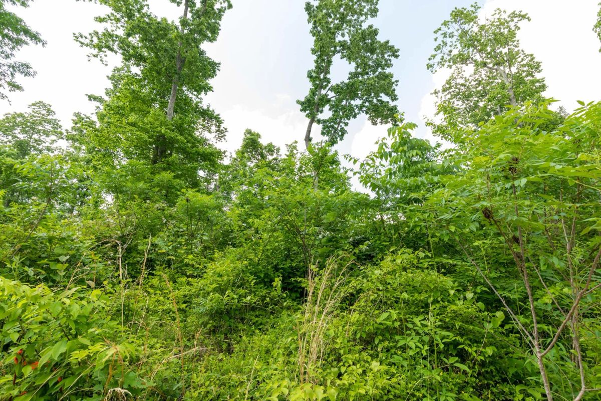 Decorative background for Cedar Creek Tract 49 image 9
