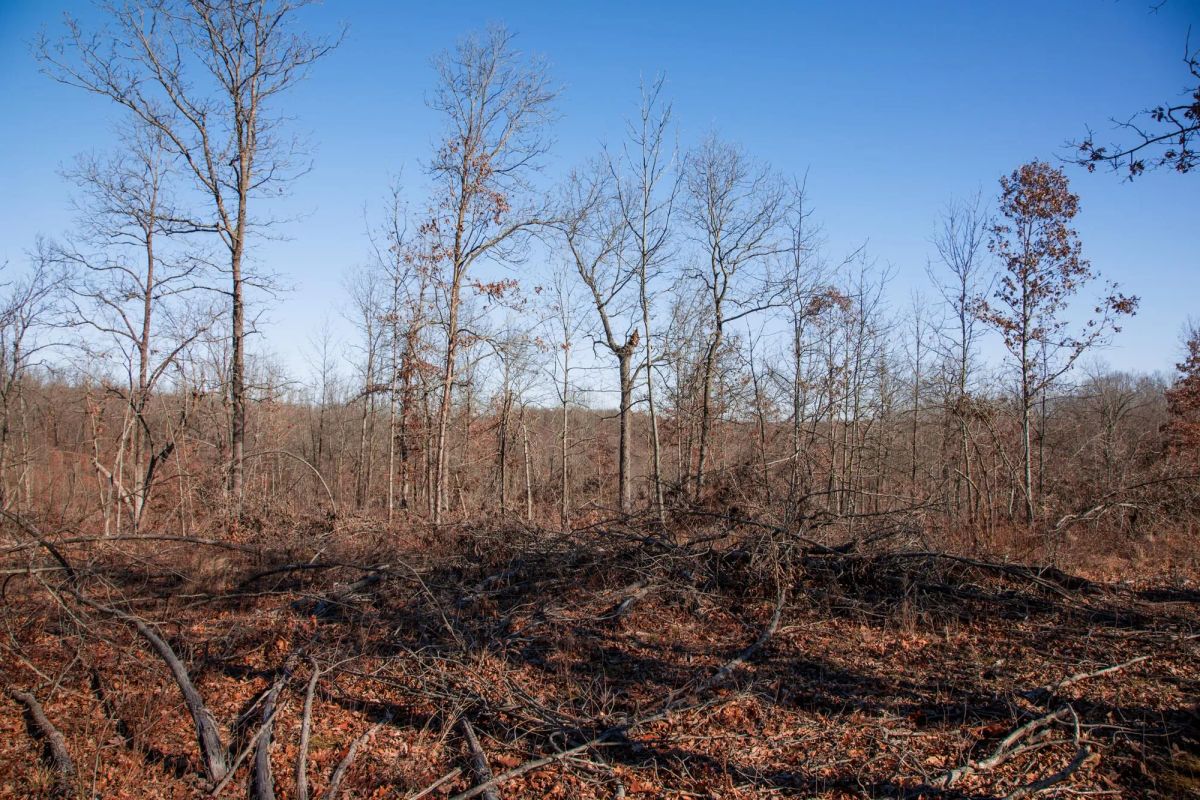 Decorative background for Buffalo Hills Tract 22 image 6