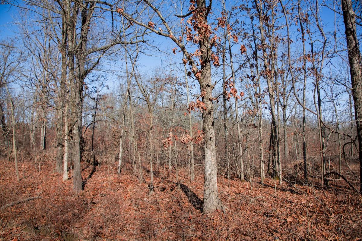 Decorative background for Buffalo Hills Tract 22 image 14