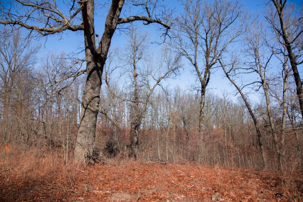 Decorative background for Buffalo Hills Tract 22 image 16