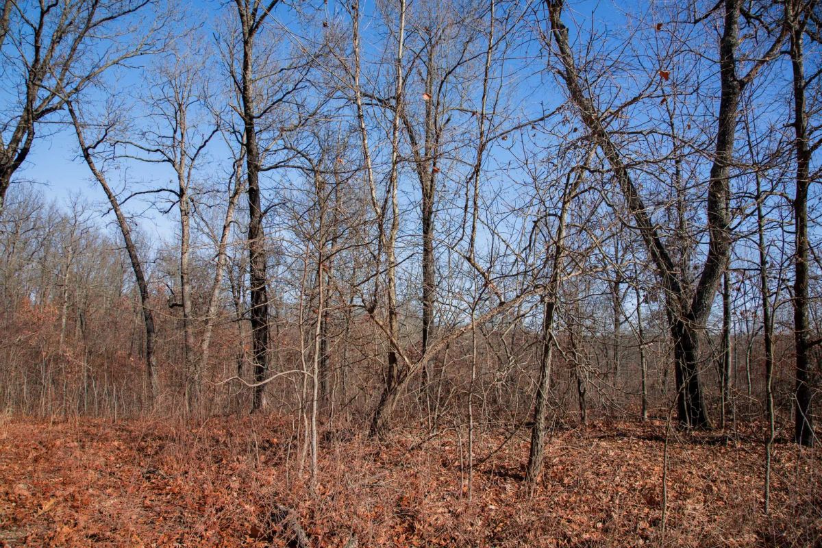 Decorative background for Buffalo Hills Tract 22 image 17