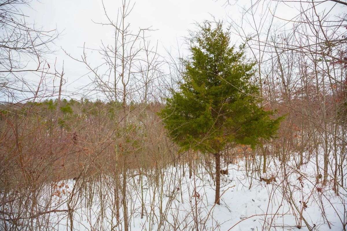 Sleepy Hollow Phase I Tract 21 - Image 4