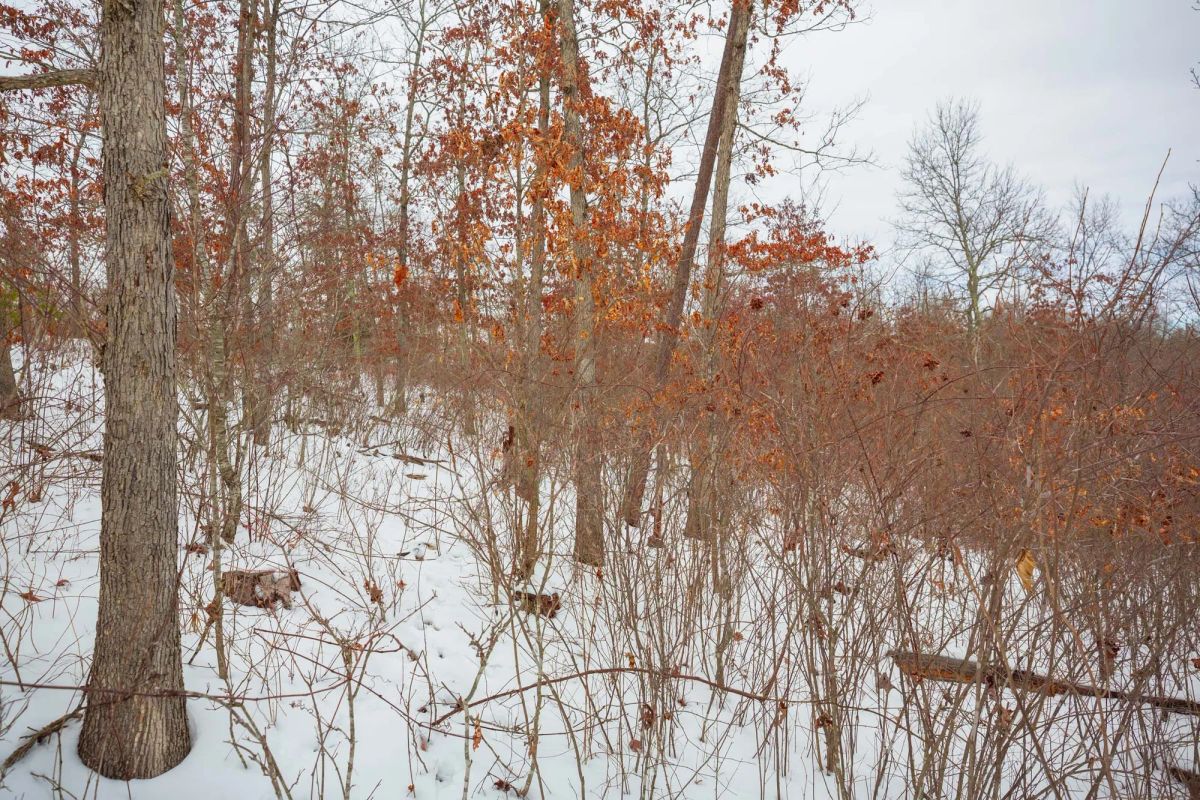 Decorative background for Sleepy Hollow Phase I Tract 21 image 8