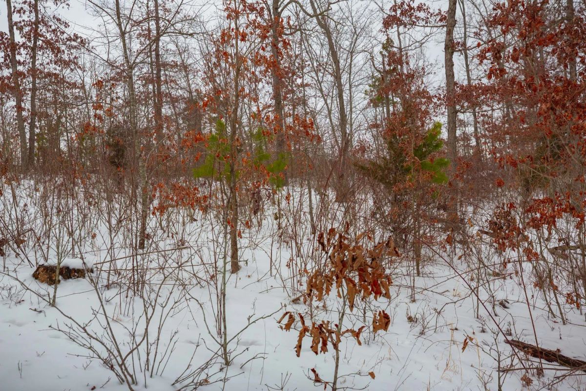 Decorative background for Sleepy Hollow Phase I Tract 21 image 9