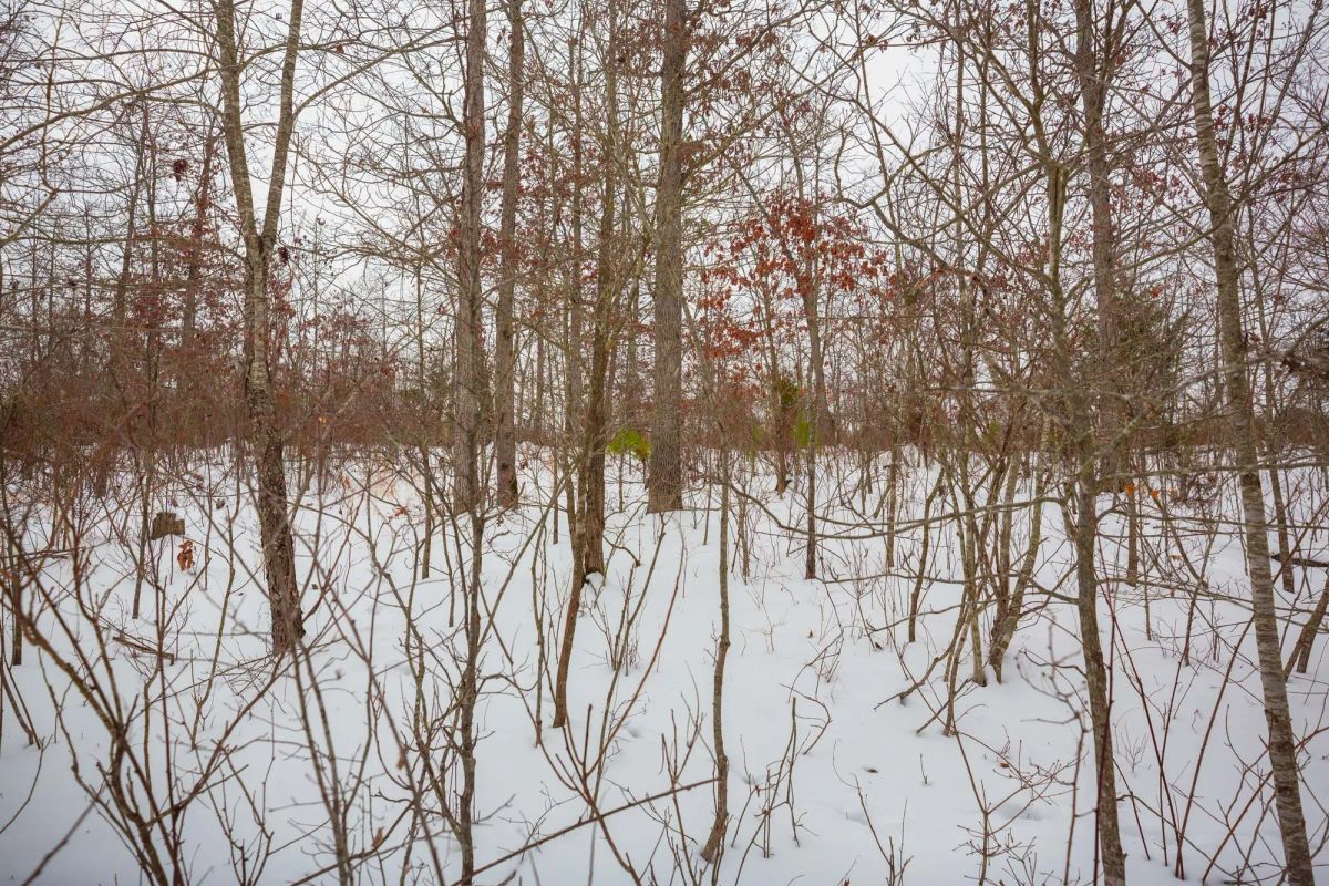 Decorative background for Sleepy Hollow Phase I Tract 21 image 10