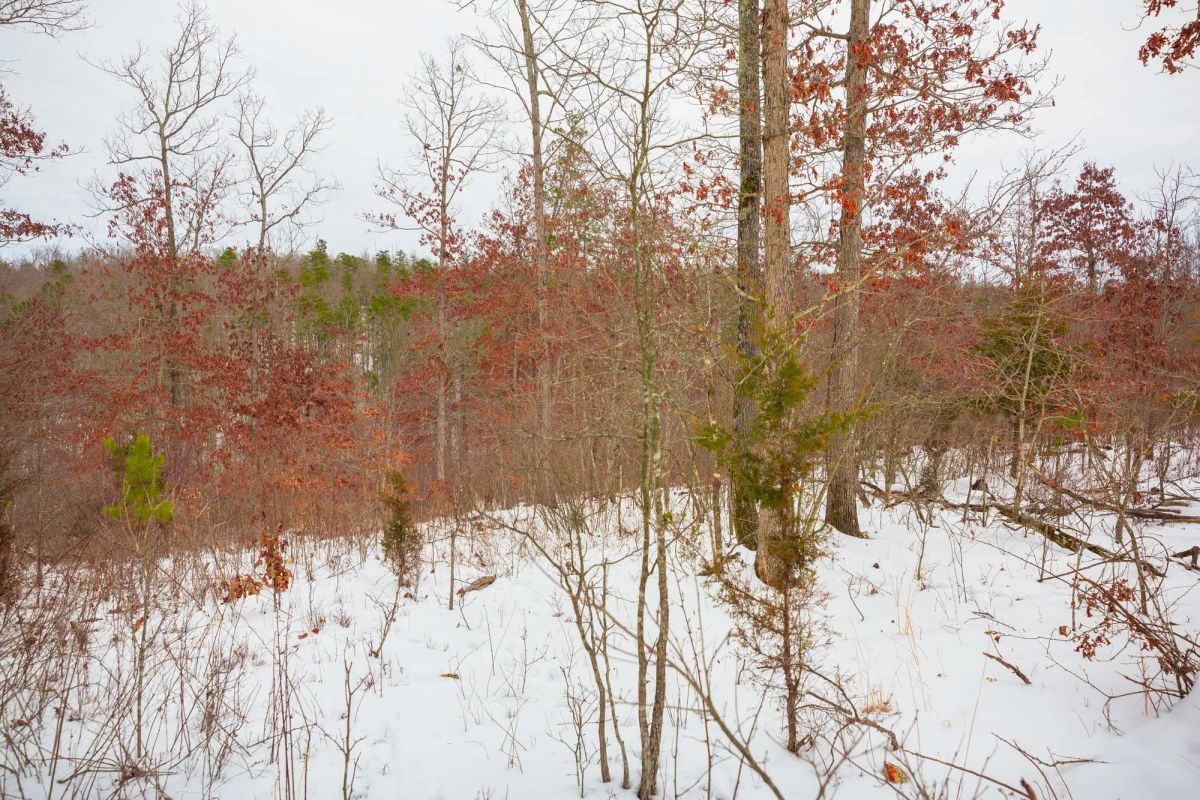 Decorative background for Sleepy Hollow Phase I Tract 21 image 12