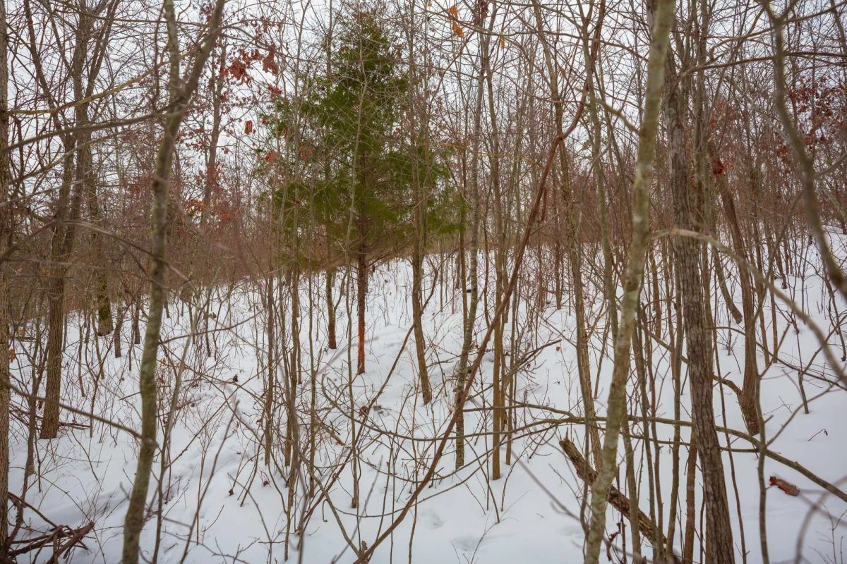 Decorative background for Sleepy Hollow Phase I Tract 21 image 13