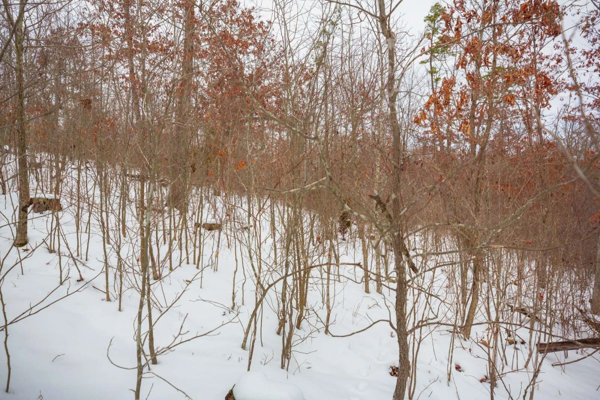 Decorative background for Sleepy Hollow Phase I Tract 21 image 14