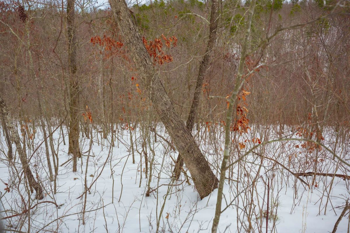Decorative background for Sleepy Hollow Phase I Tract 21 image 15