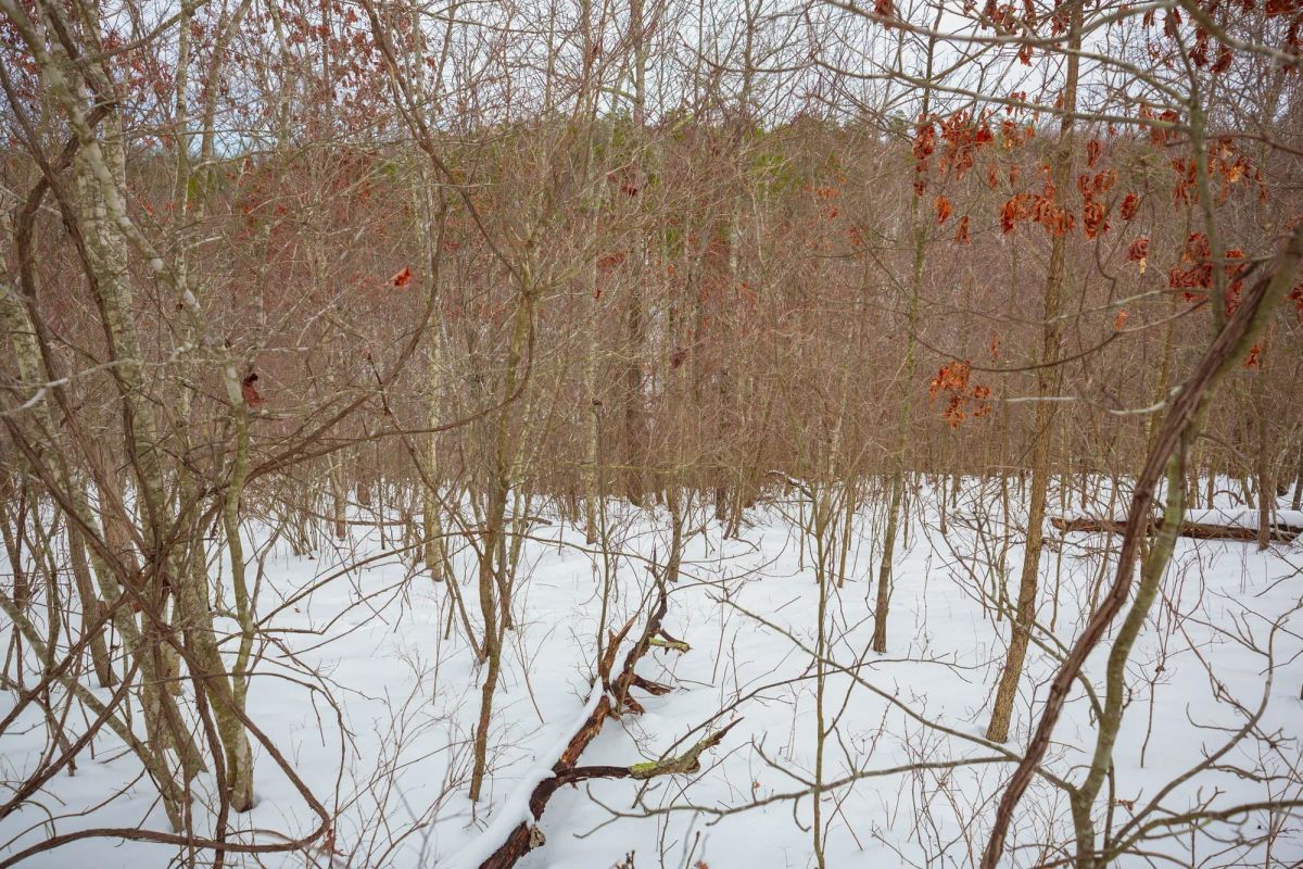 Decorative background for Sleepy Hollow Phase I Tract 21 image 16