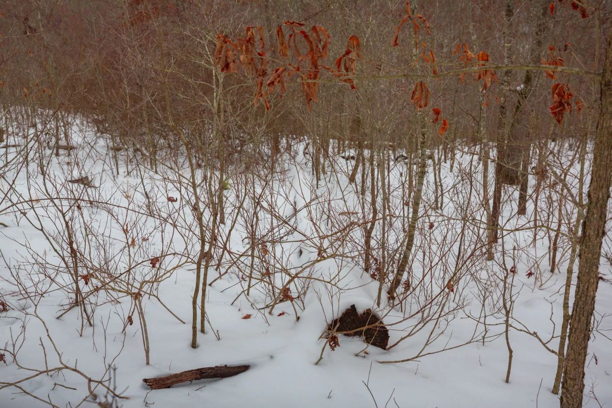 Decorative background for Sleepy Hollow Phase I Tract 21 image 17