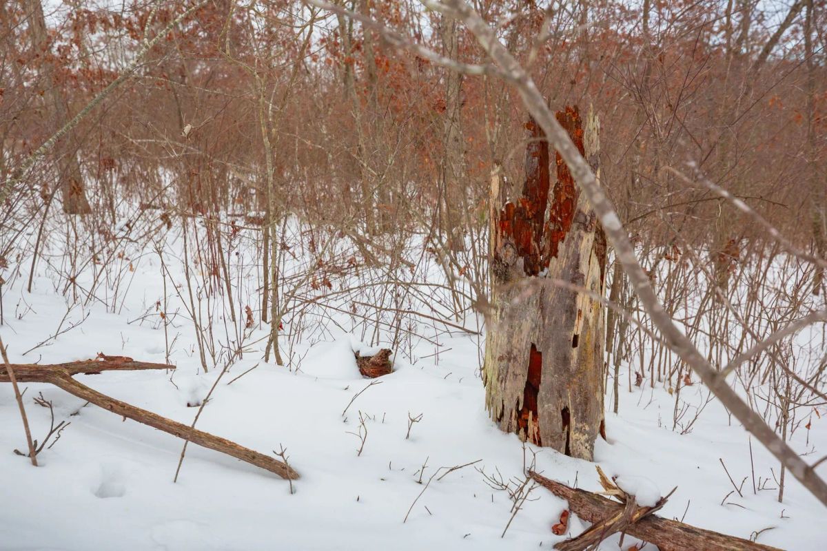 Decorative background for Sleepy Hollow Phase I Tract 21 image 18