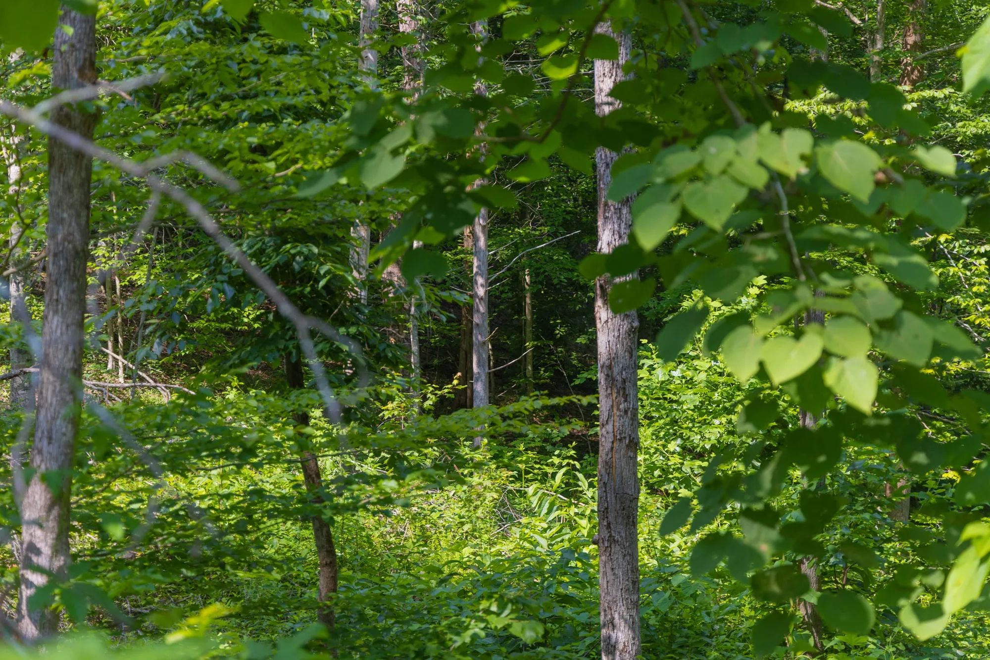 Creek Hollow Phase II Tract 67 in Rockcastle County, KY
