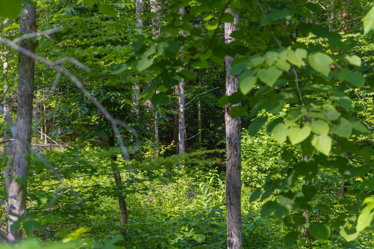 Creek Hollow Phase II Tract 67 - Image 2