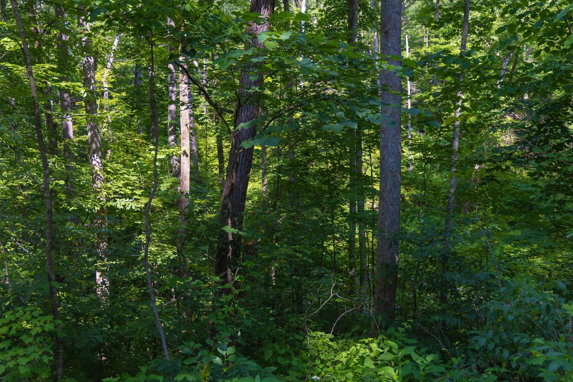Creek Hollow Phase II Tract 67 in Rockcastle County, KY