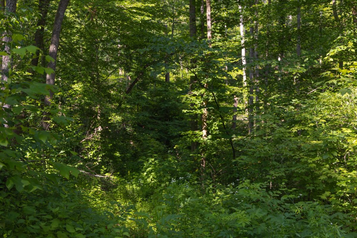 Decorative background for Creek Hollow Phase II Tract 67 image 5