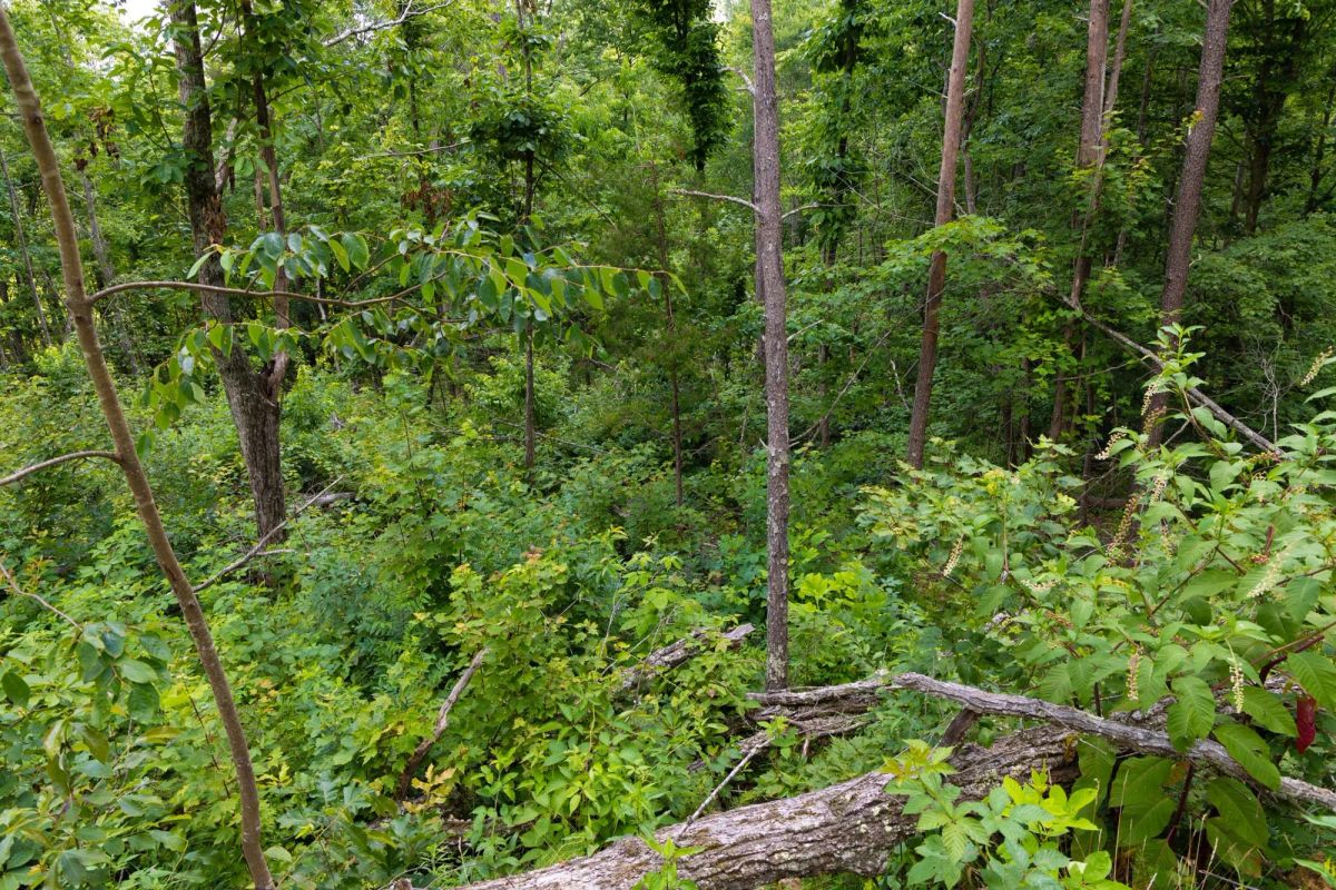 Decorative background for Creek Hollow Phase II Tract 67 image 6