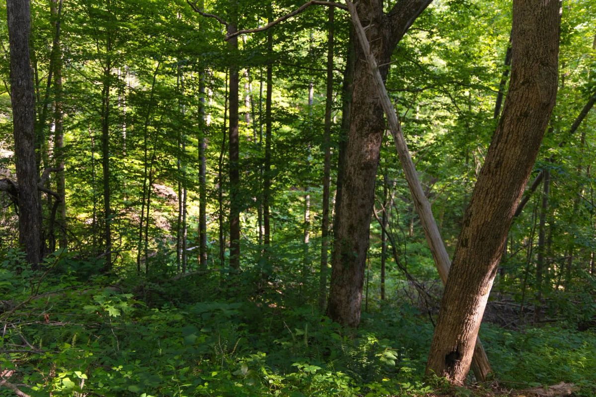 Decorative background for Creek Hollow Phase II Tract 67 image 7