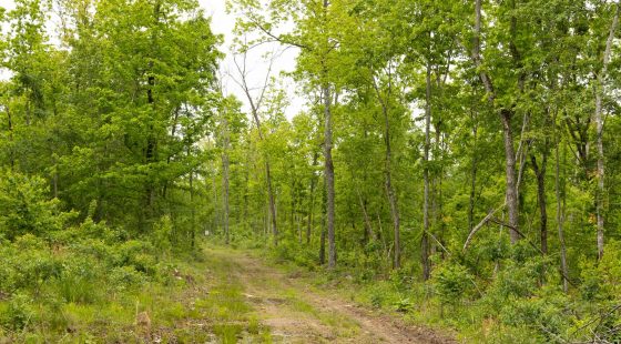 Stardust Estates Tract 17 in Reynolds County, MO