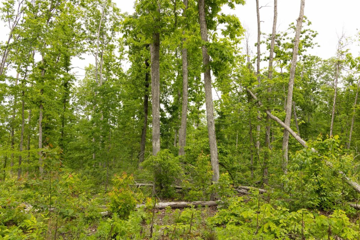 Stardust Estates Tract 17 - Image 3