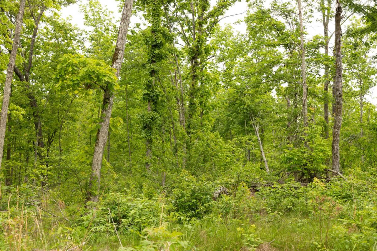 Decorative background for Stardust Estates Tract 17 image 5