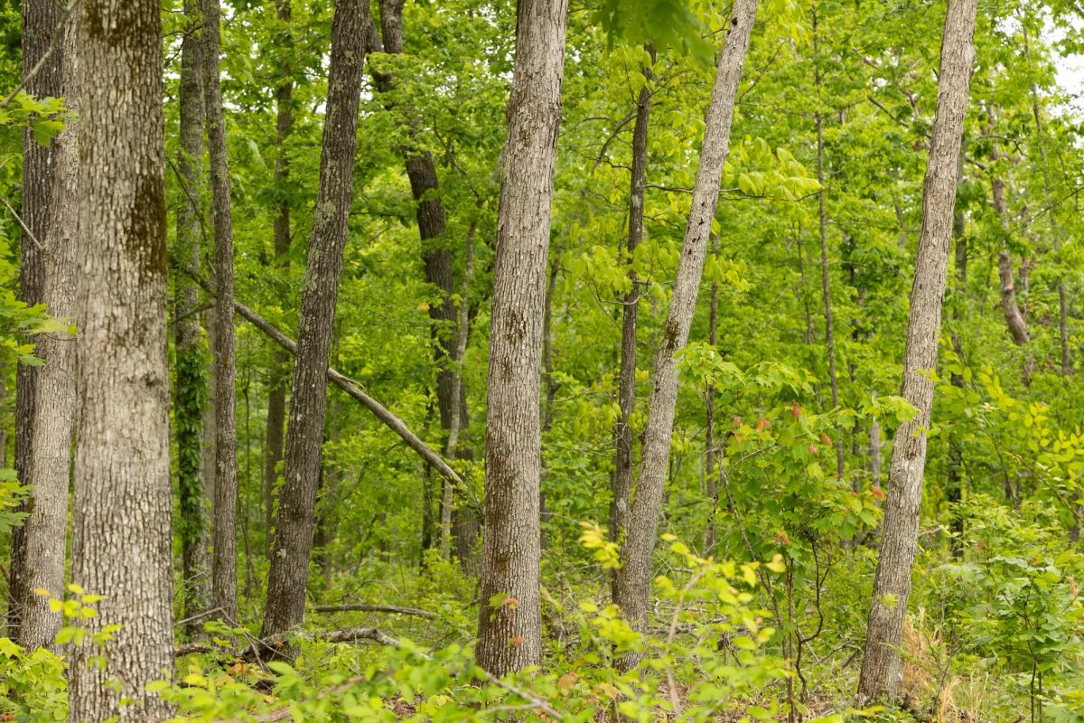 Decorative background for Stardust Estates Tract 17 image 6